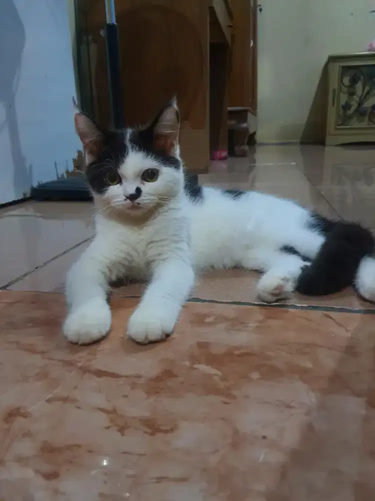 BETINA WHITE AND BLACK MIXBREED BSH X RAGDOLL