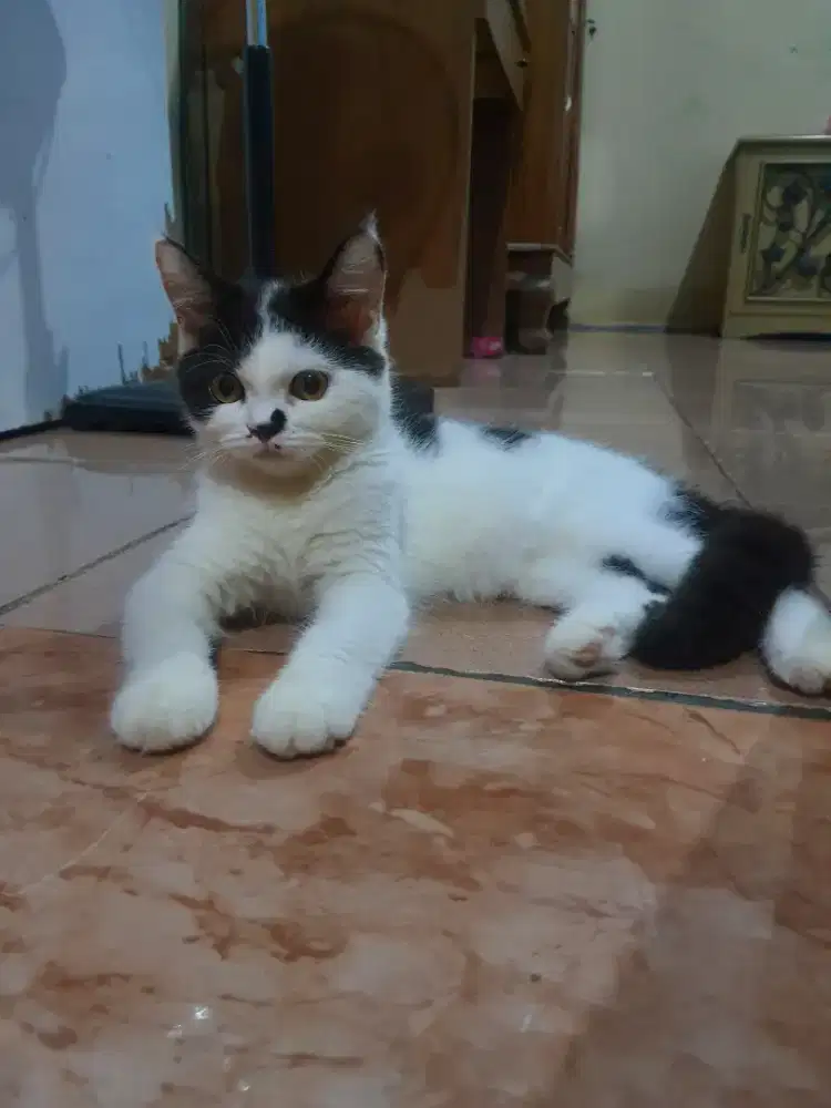 MIXBREED RAGDOLL X BRITISH SHORTHAIR