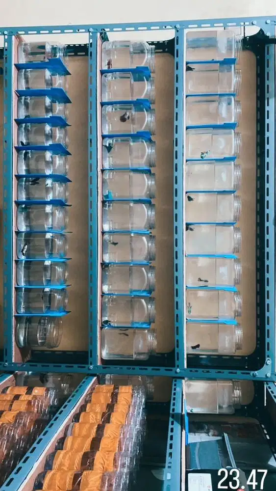 Rak ikan cupang sepaket semua 500rb