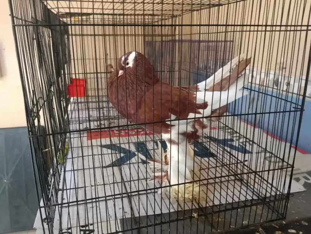 Jual merpati Riverswing betina