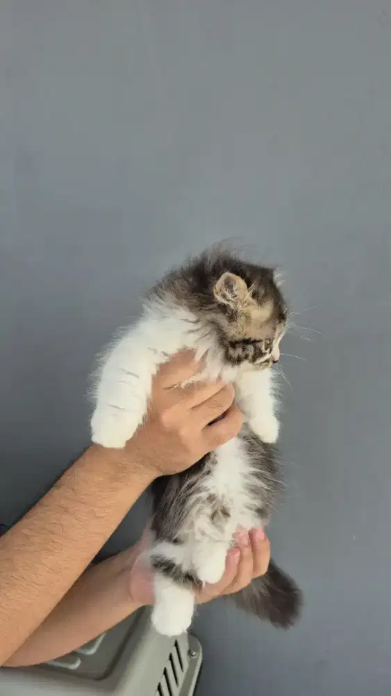 KITTEN MUNCHKIN LONGHAIR JANTAN 2.5 BULAN