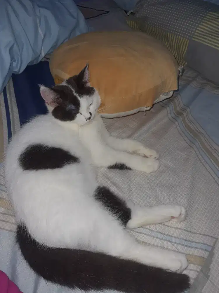 LEPAS ADOPSI KUCING MIXBREED RAGDOLL X BSH