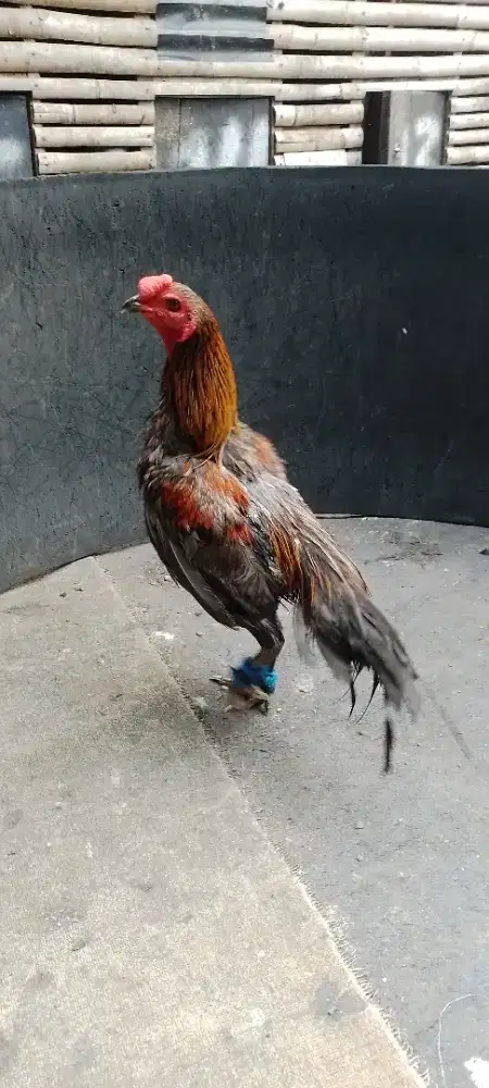 Ayam bangkok mangon jos
