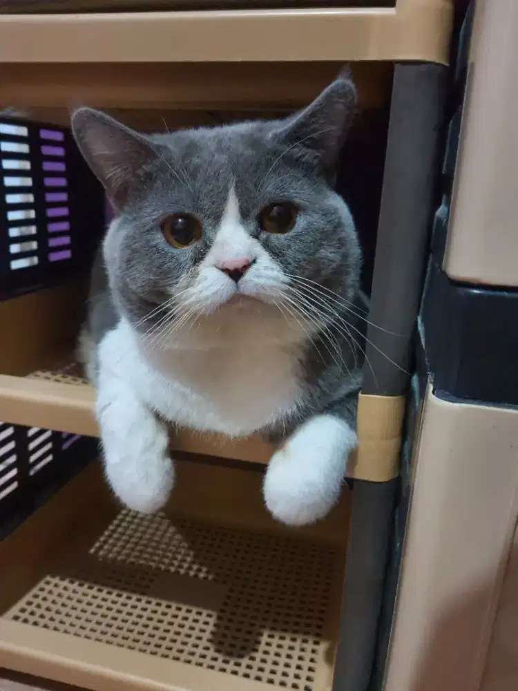 KUCING BSH BICO BLUE