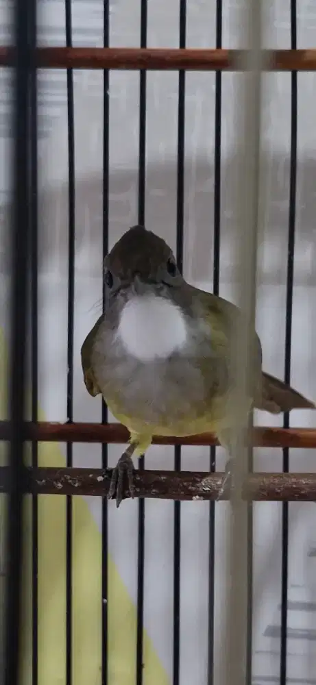 Cucak Jenggot Jantan