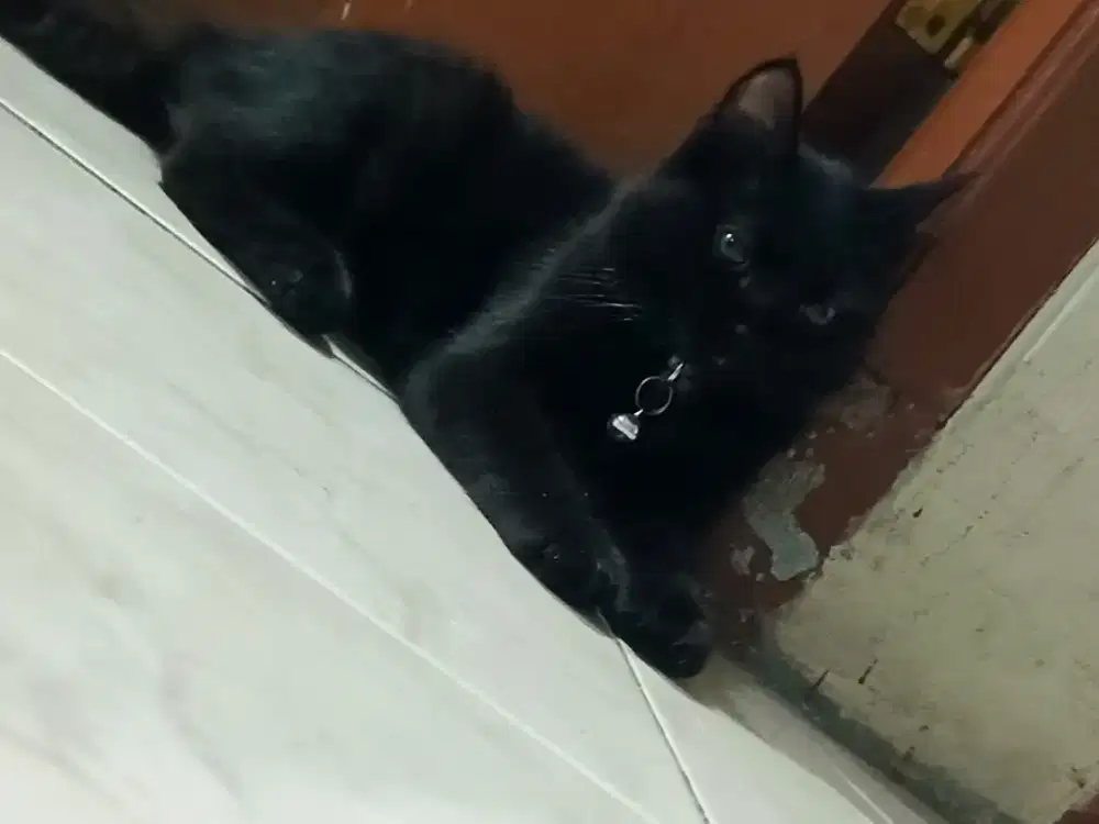 kucing persia anggora betina nama: oreo