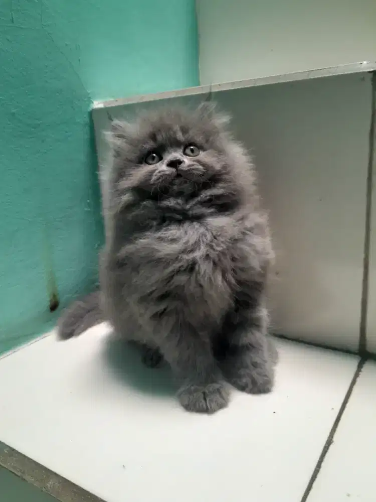 kucing persia flatnose #kucinglucu #kittenlucu