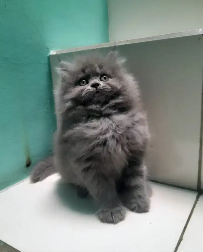 kucing kitten persia #kucinglucu #kittencute