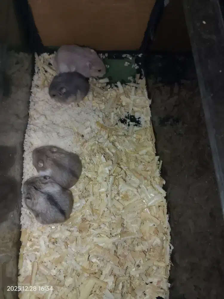 Hamster winter white / Champbell