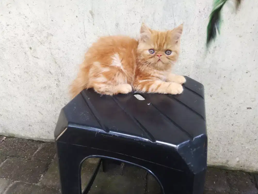 Kucing kitten persia peaknose