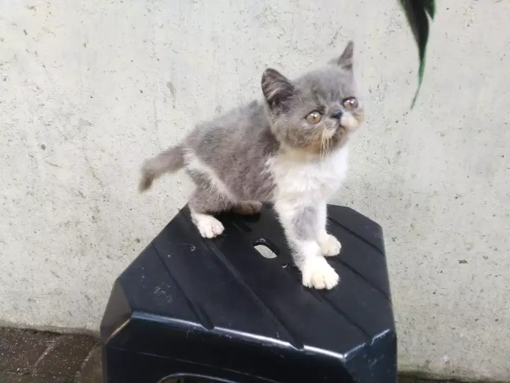 Kucing kitten persia peaknose