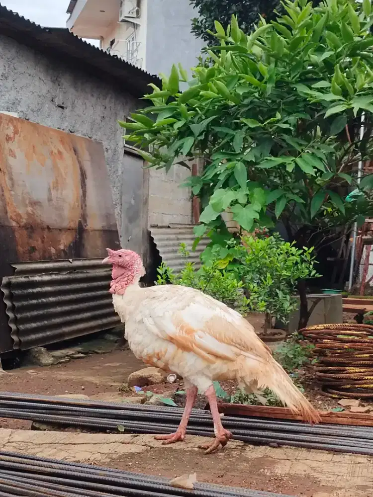 Jual cepat ayam kalkun jantan indukan siap kawin