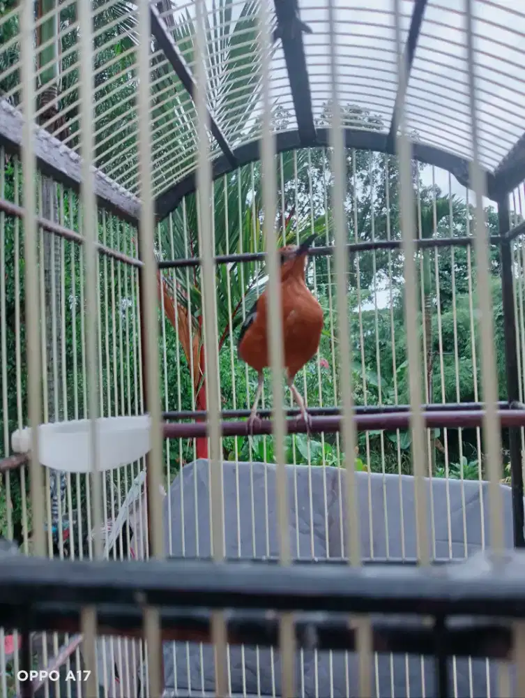 Di jual burung Anis Bata Merah