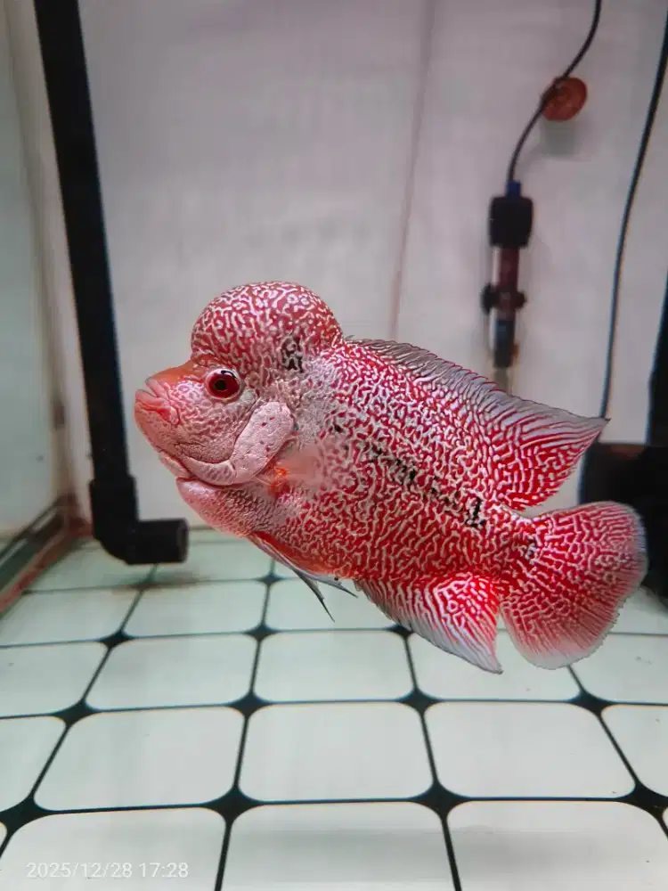 Louhan cencu 4 jari up