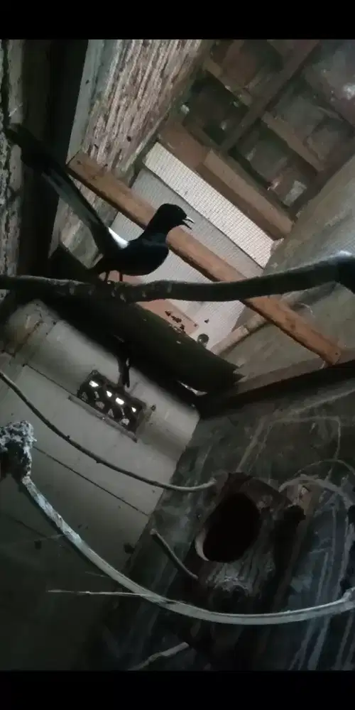 Murai indukan lokal produksian