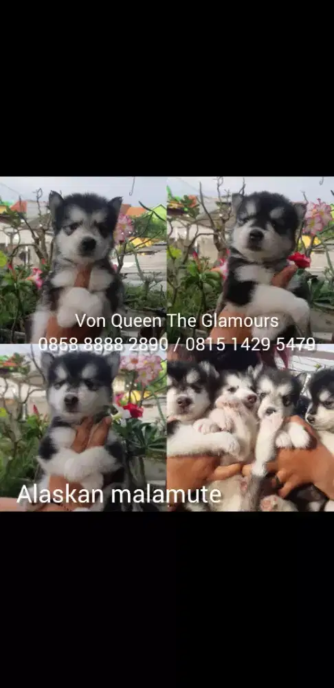 alaskan malamute
