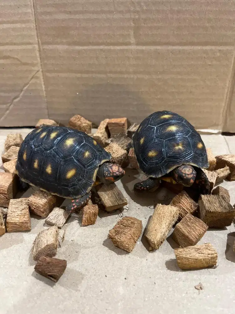 Kura kura redfooted / kura kura kaki merah