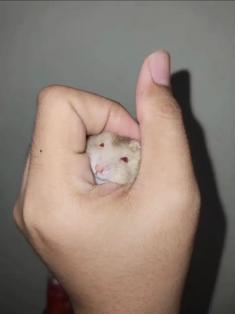 Hamster winter golden re