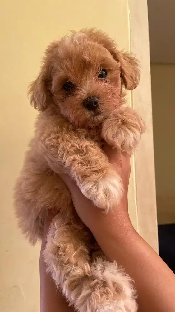 Anjing / anak anjing / anjing murah / anjing lucu / anjing kecil