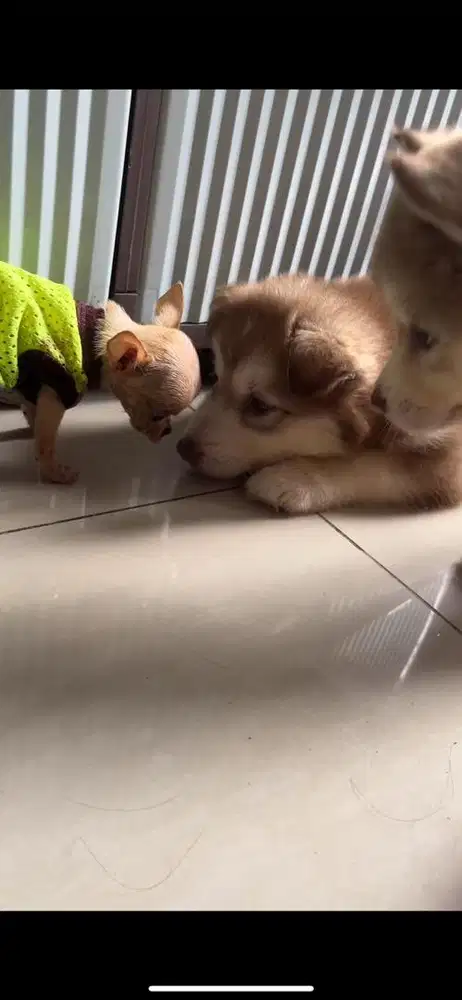 Siberian Husky female bisa COD JABODETABEK