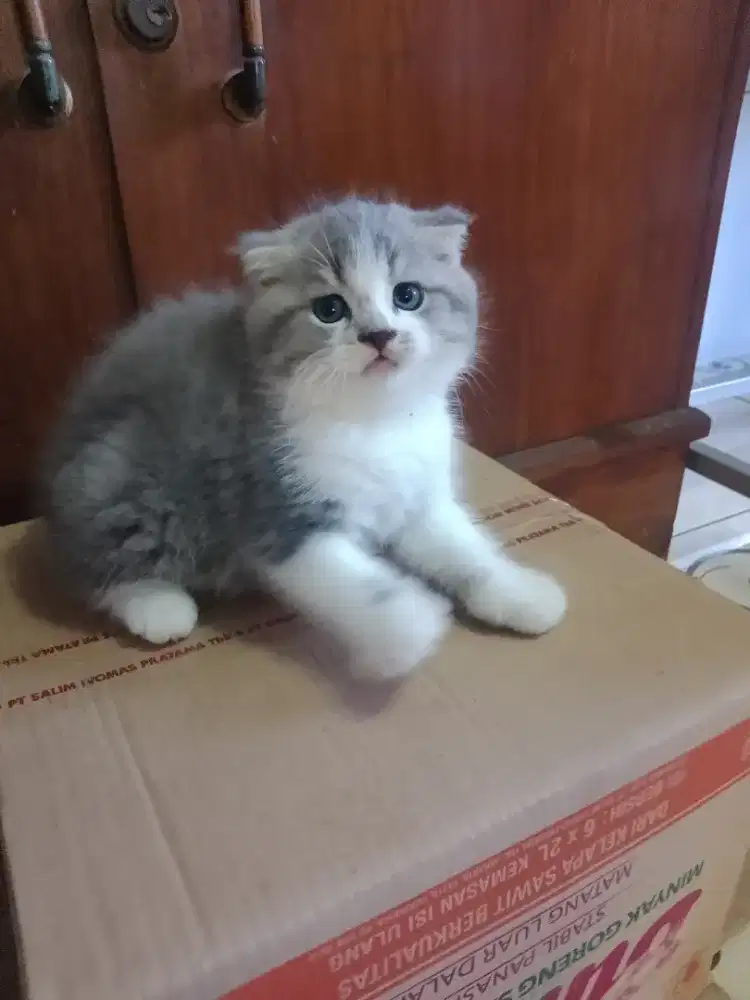 Kucing Scottish Teling nutup jantan