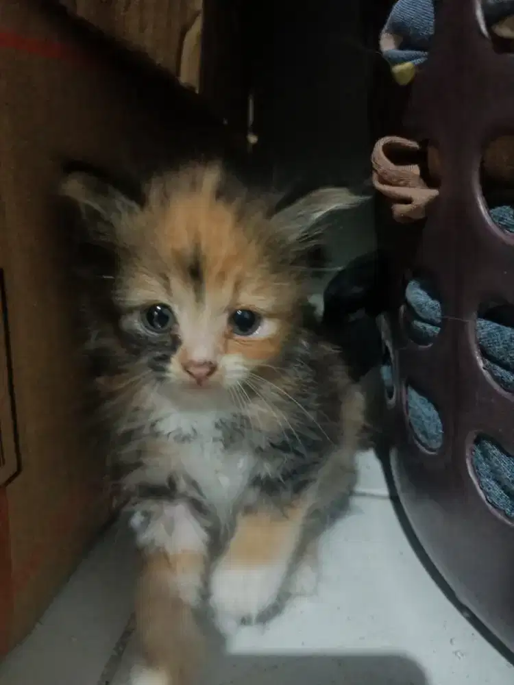 Kitten Persia 2 bulan