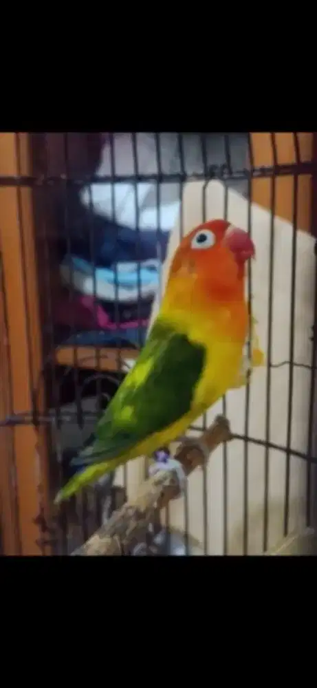 Burung LB Lovebird 2 Ekor
