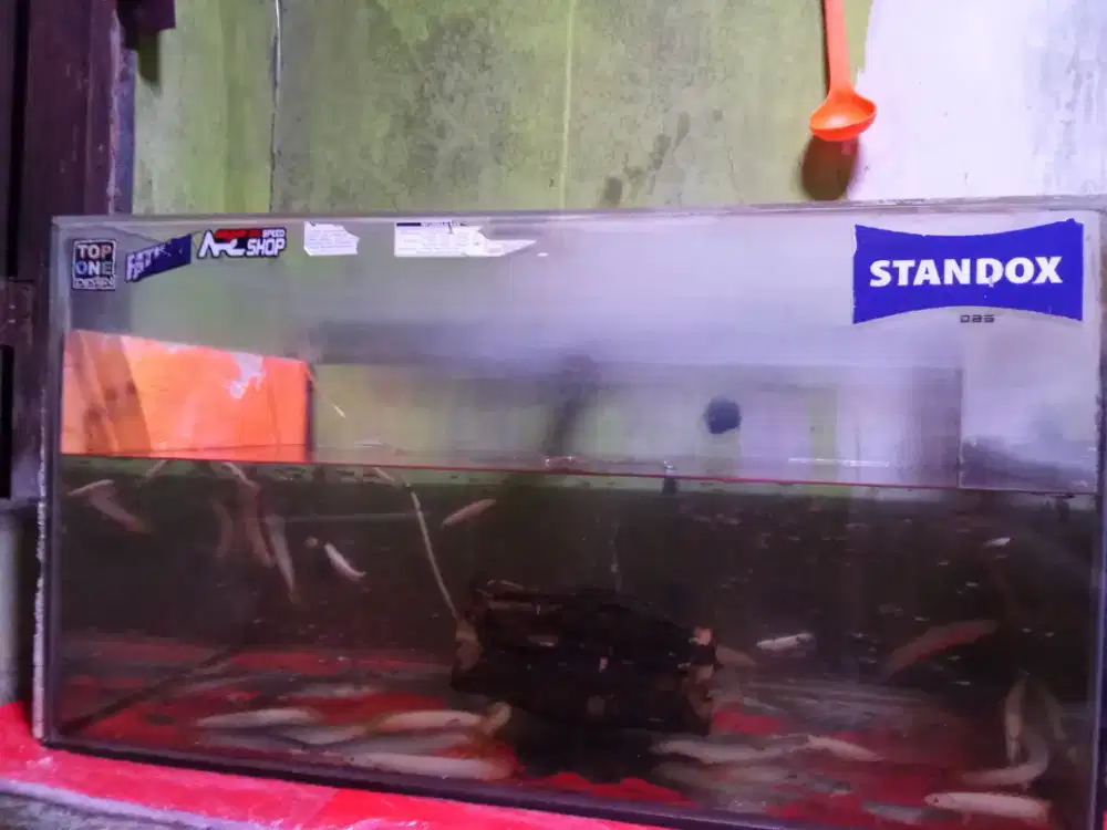 Ikan Hias Kota Bekasi