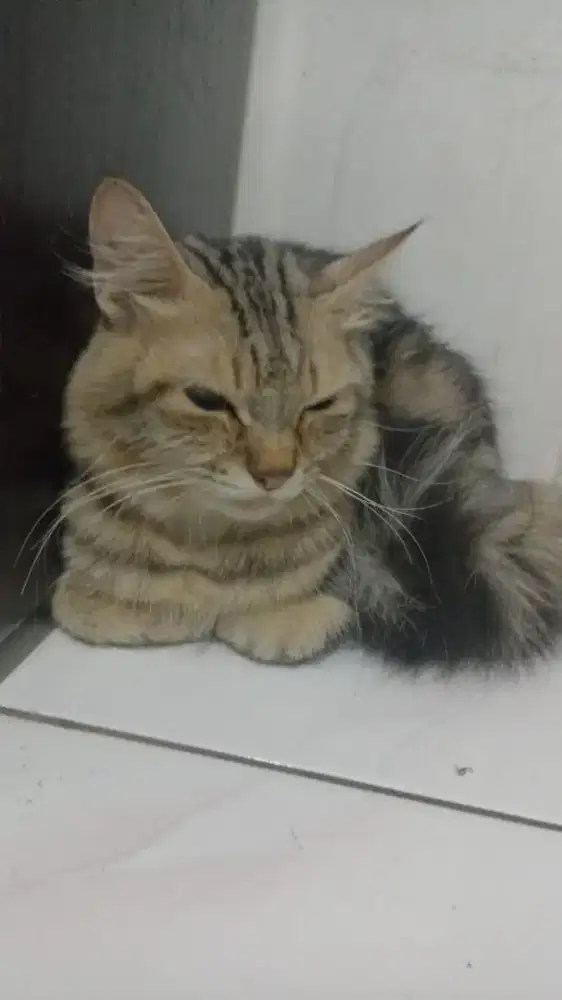 Persia bigbone jantan