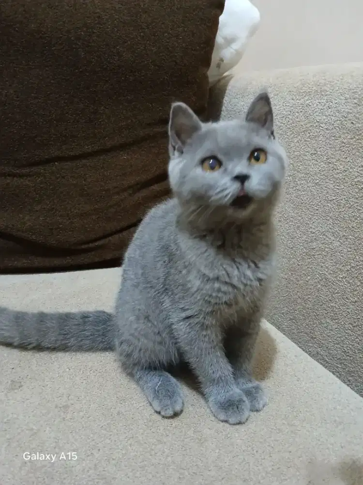 BSH pure nonped , Betina