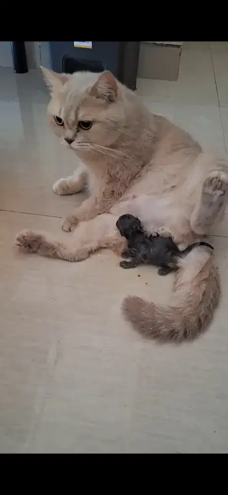 Kucing indukan bsh british shorthair double pedigree ICA WCF betina