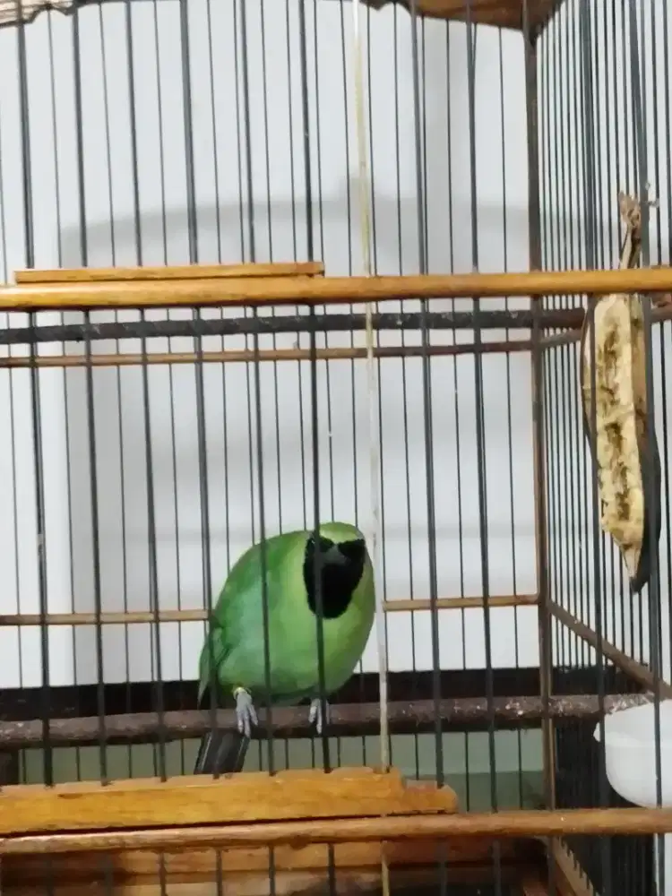 GreenFalcon,,, fullset