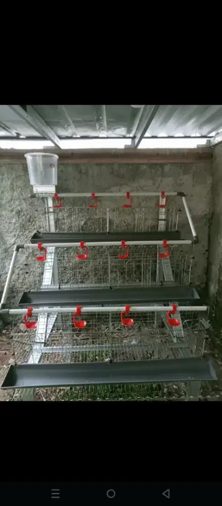 Kandang ayam petelur