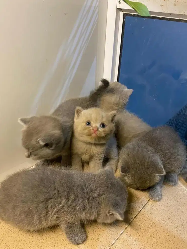 Kucing BSH British Shorthair