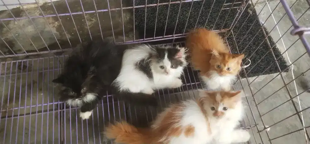 Kucing Peranakan Persia