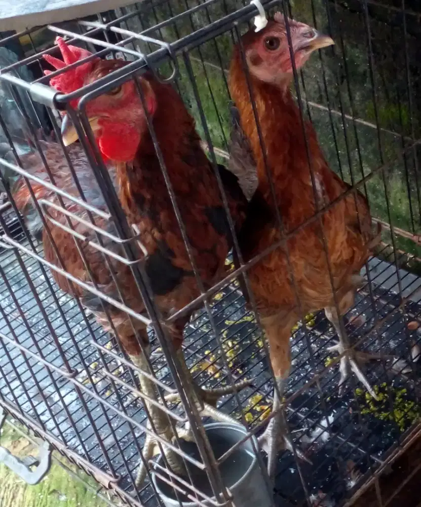 Ayam pelung sepasang trah juara.