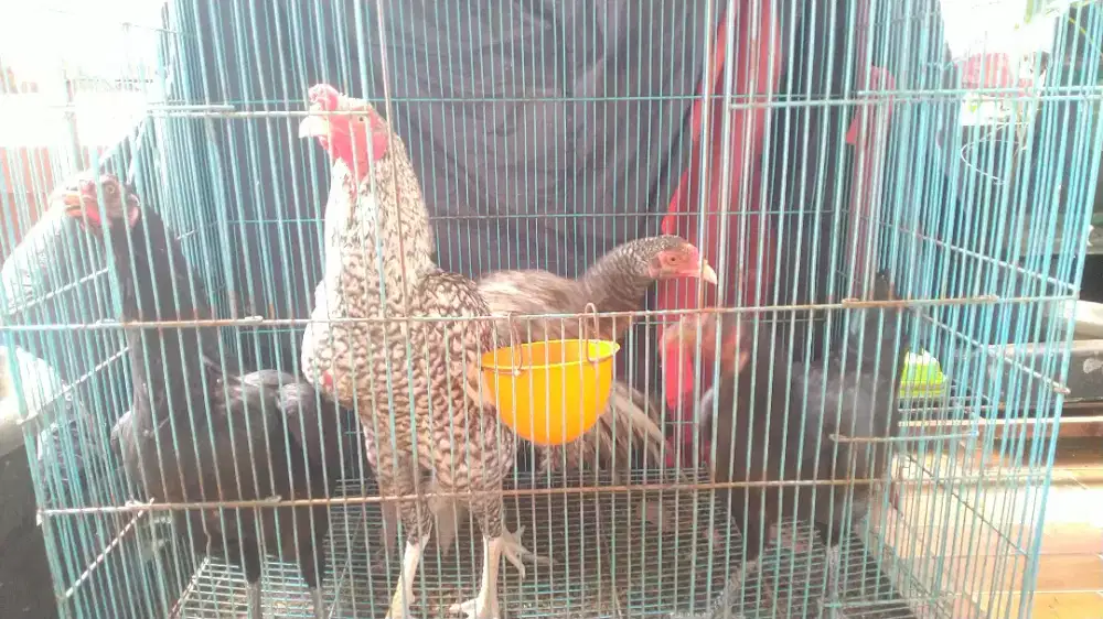 Ayam Bangkok Klasik