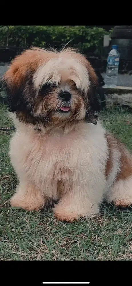 Shih tzu betina stambum