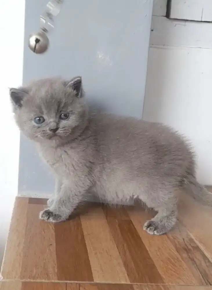 Kitten British shorthair