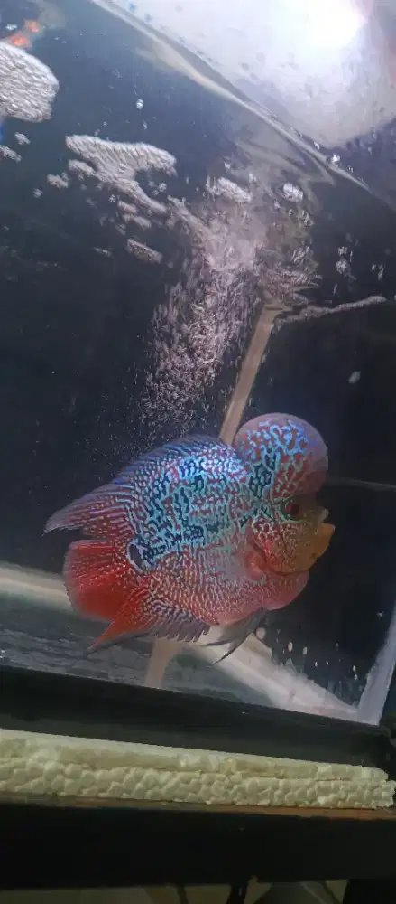 Ikan louhan super red magma