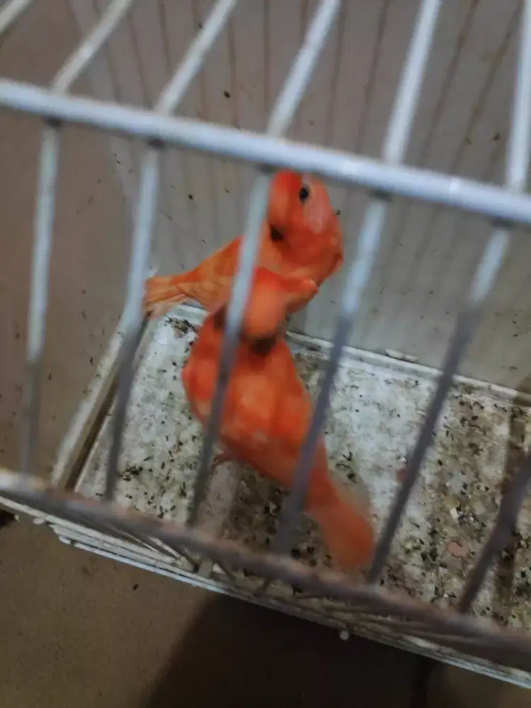 Paud merlok trah juara kontes ( Ring izzo)