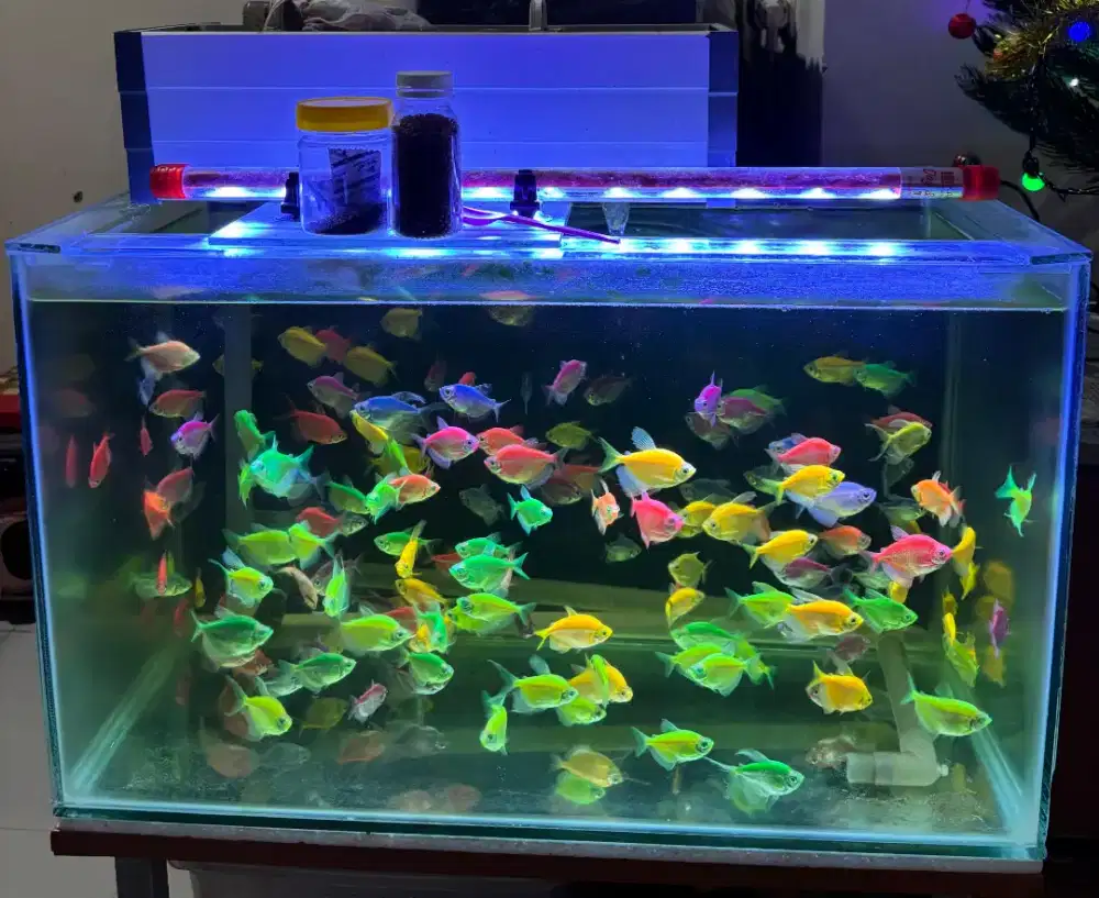 Dijual cepat Aquarium 1 Set beserta ikan