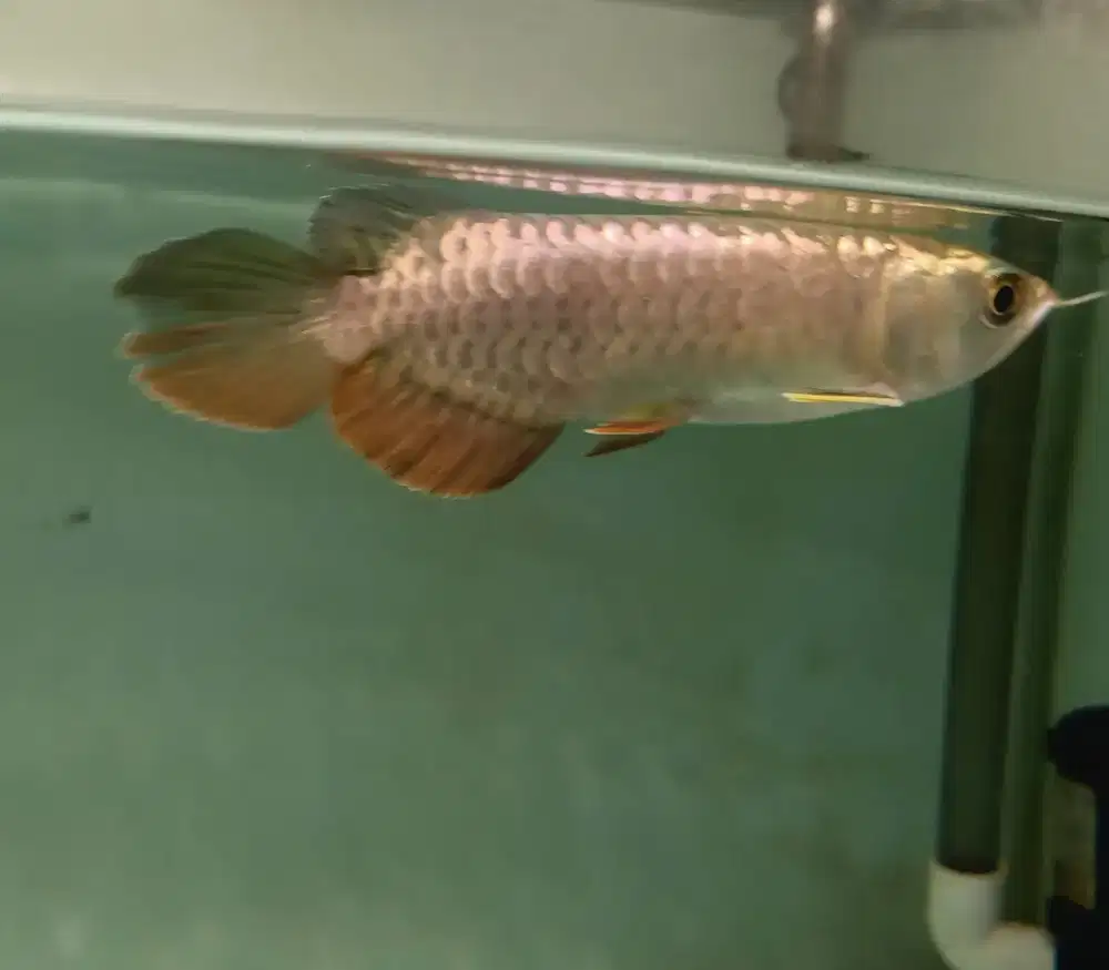 Ikan arwana golden red