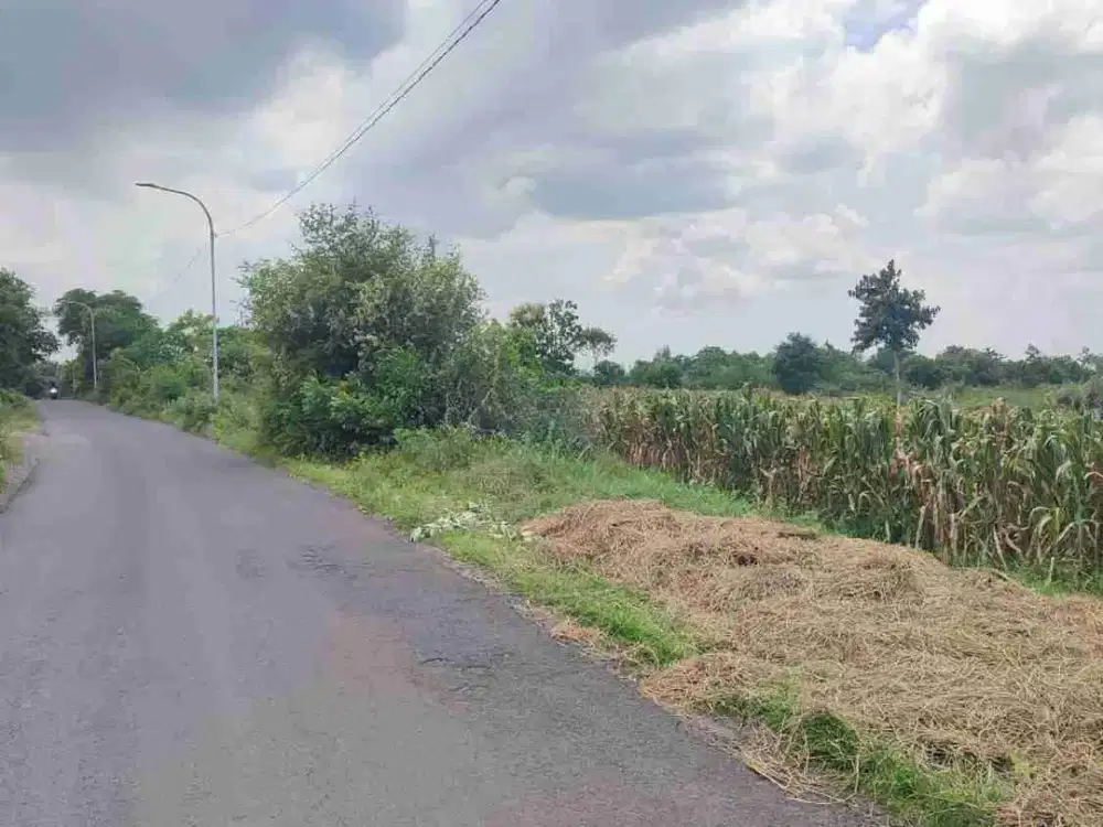 Dijual tanah 1,8ha di Jatisari Situbondo