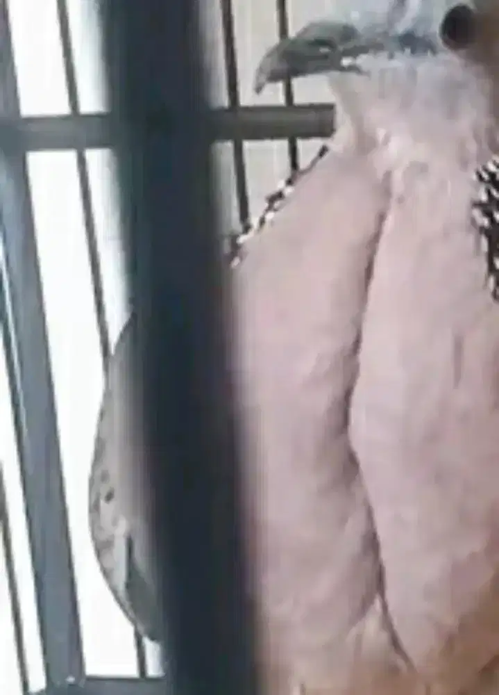 Tekukur dada belah KUK 2 PATEN lokal