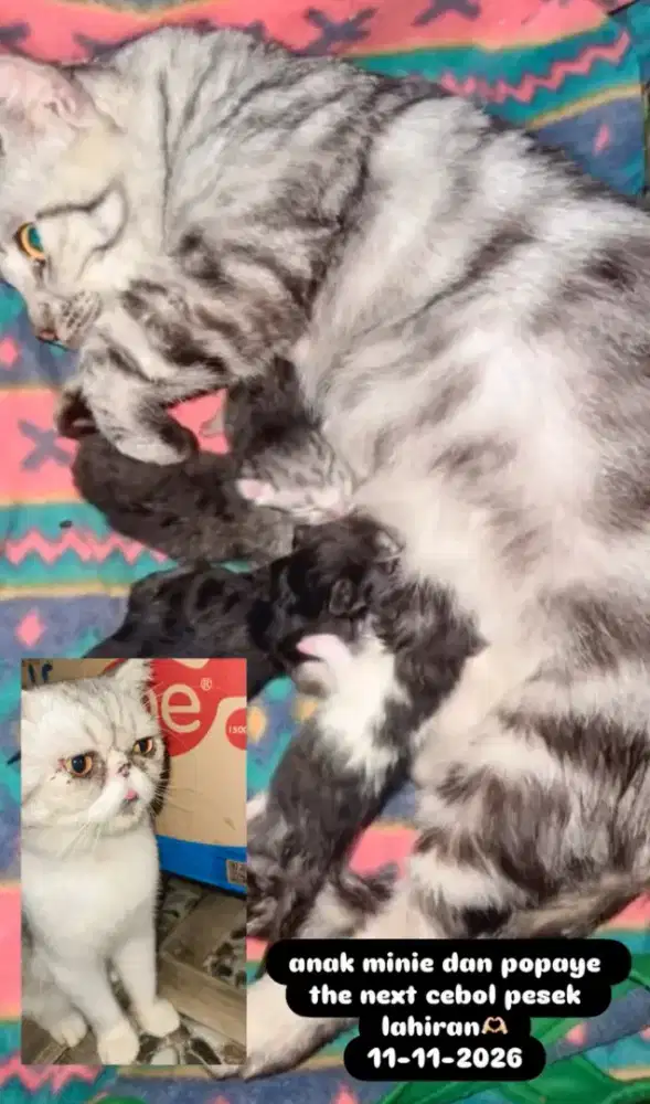 Jantan peaknose Exo,betina cebol