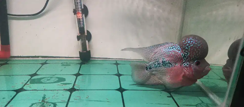 Ikan louhan super red dragon