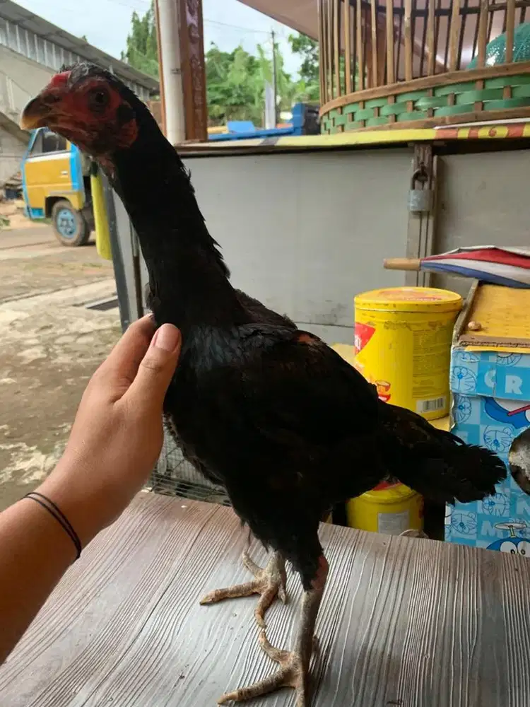 Biangan bangkok x pakoy satria sinekti