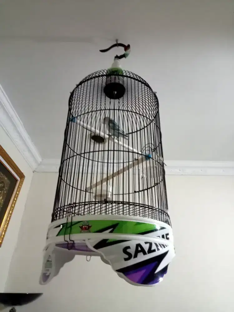 Jual burung love bird