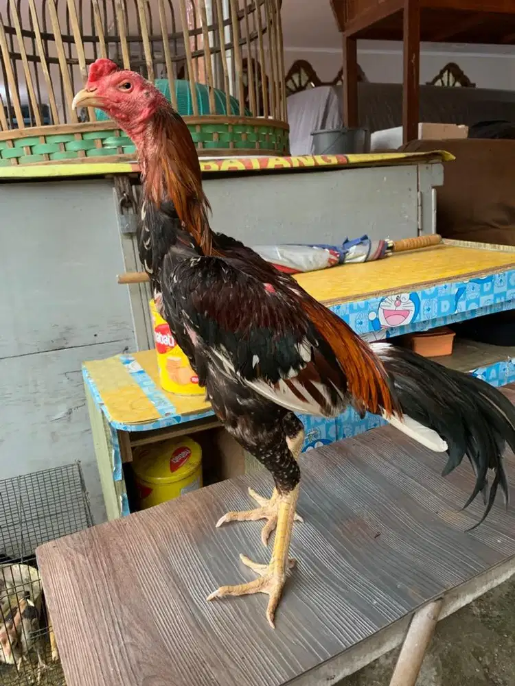 Ayam bangkok x pama
